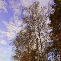 Первый зимний день . :: Мила Бовкун