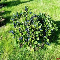 Адлер. Олимпийский парк :: Нина Бутко