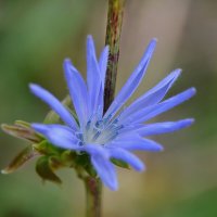 Осенние цветы - души очарованье, в них – радость и печаль, и осени дыханье... :: Надежда Куркина 