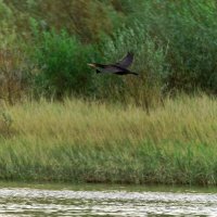 На бреющем... :: Вячеслав Алтай