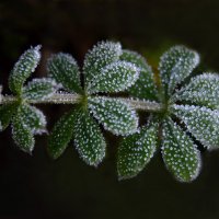 На траве сверкают льдинки... :: Надежда Куркина