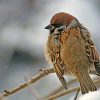 Воробей :: Сергей Ц