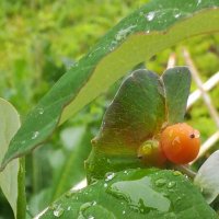 цветы на даче :: Вадим Поляков