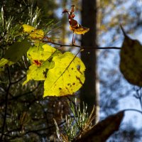 Фрагменты Осени 4/5 :: Barguzin_45 Иваныч