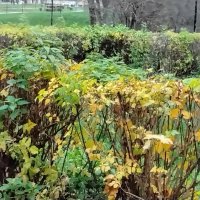 В жёлто-зелёных тонах :: Дмитрий Никитин