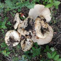 ГРИБЫ :: СЕРГЕЙ ФИЛОЧКИН ГРИБЫ :: СЕРГЕЙ ФИЛОЧКИН