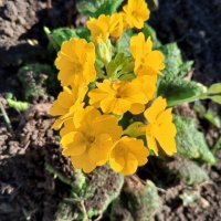 Примула :: Сапсан 