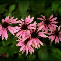 Эхинацея пурпурная :: Валентина Надсон