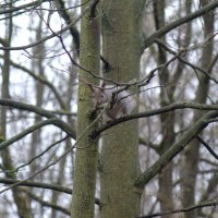 Фотоохота на белку :: Сергей Владимирович Егоров