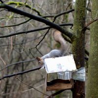 фотоохота на белку :: Сергей Владимирович Егоров фотоохота на белку :: Сергей Владимирович Егоров