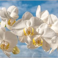 Про цветы... :: Aquarius - Сергей