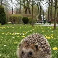 Принимайте новенького ! :) :: Валерий Кокорев