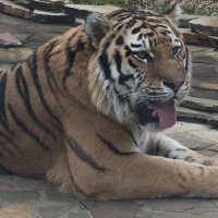 Амурский тигр :: <<< Наташа >>> Амурский тигр :: <<< Наташа >>>