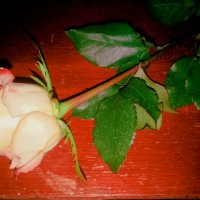 Роза :: Сергей Кочнев