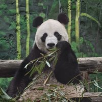 Панда Жуи :: <<< Наташа >>>