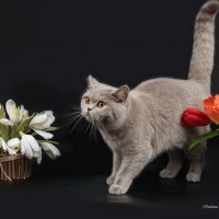 Британская короткошерстная кошка :: Светлана Ищенко