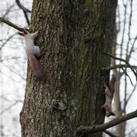 Гонки по вертикали... :: Владимир Безбородов