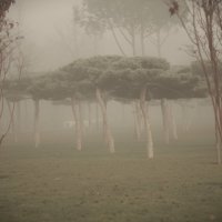 Как туман спускается, танцы начинаются! :: Юрий Полторыхин.