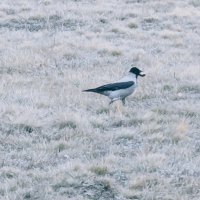 Серая шейка :: Андрей Хлопонин