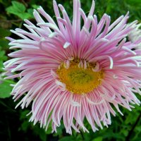 АСТРА. :: nadyasilyuk Вознюк