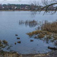 Утки на зимовке. :: Михаил "Skipper"