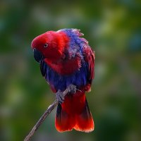 Благородный зелёно-красный попугай :: Aleksey Afonin