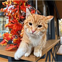 Ласковый Зеленоградский котик. :: Валерия Комова