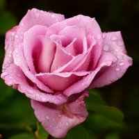 Доброе утро :: Юрий. Шмаков