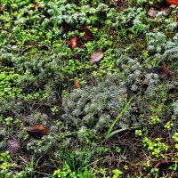 Полынь :: Юрий Гайворонскiий