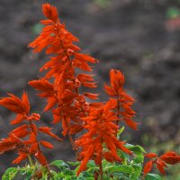 ОСЕНЬ - ЦВЕТЫ :: Владимир Максимов