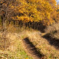 Ноябрь :: Игорь Сикорский