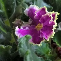 Фиалка :: Елена Семигина