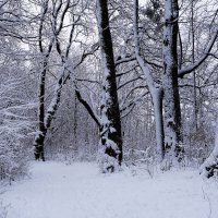 Снежный ноябрь :: Рита Симонова