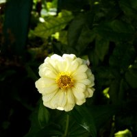 Циния жёлтая :: Валентин Семчишин