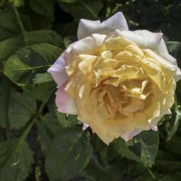 Глория Дей :: Валентин Семчишин