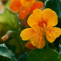 Садовые цветы :: Олег Загорулько