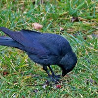 Поклюю-ка я рябины... :: Светлана 