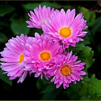 Хризантемы :: Валентина Надсон