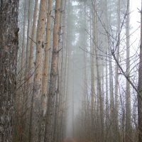 Долгая дорога к первому снегу... :: Андрей Заломленков