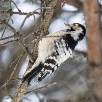 Все стучит и стучит :: Виктор Иванович Чернюк