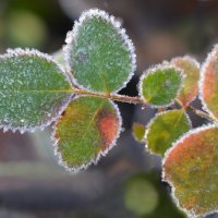 Приукрасил иней траву  белой бахромой .... :: Надежда Куркина 