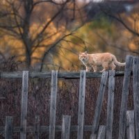 Осенний променад :: Александр К.