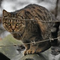 Хочу на свободу... :: Николай Саржанов