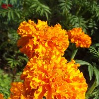 Бархатцы :: Freddy 97