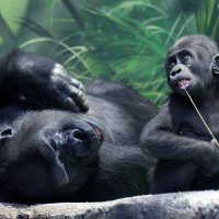 гориллы :: Михаил Бибичков