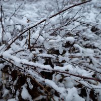 Первый снег на кусте :: Александр Синдерёв