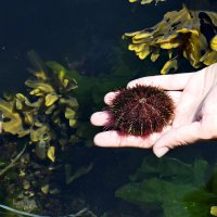 Морской ёж дальневосточный. Сахалин. :: Ирина Нафаня
