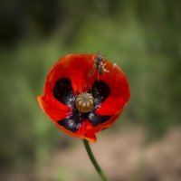 Мак. :: Александр