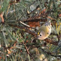 Королёк. :: Sergey (Apg)