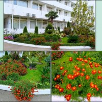 Адлер... ноябрь... :: Нина Бутко